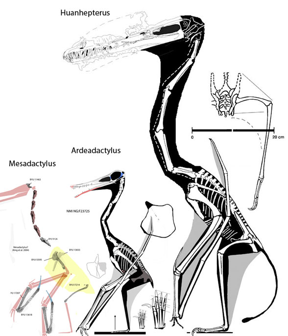 Huanhepterus Ardeadactylus Mesadactylus