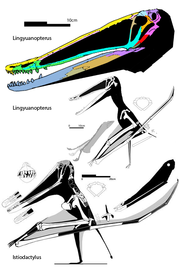 Istiodactylus