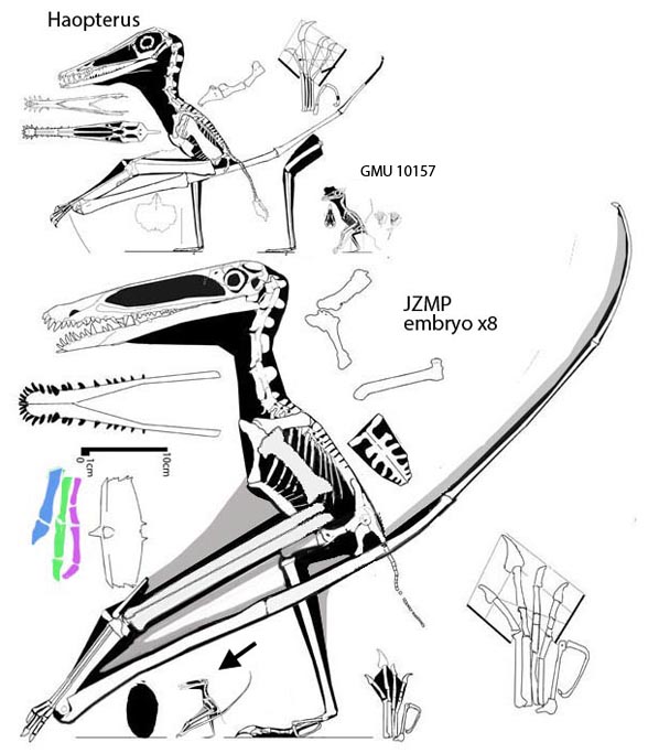 The JZMP pterosaur embryo