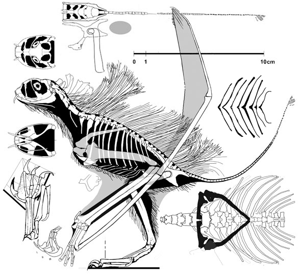 Jeholopterus
