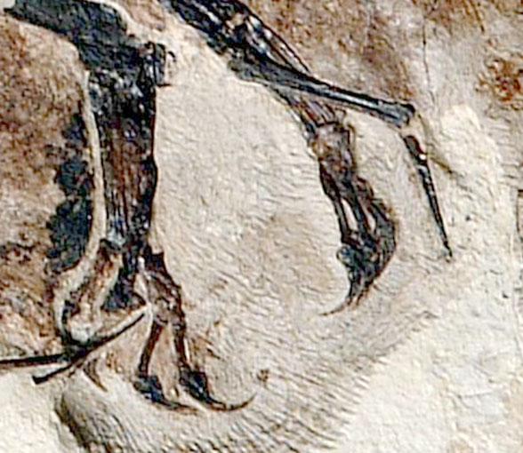 Rollover to see Jeholopterus wing and toe 5 unguals