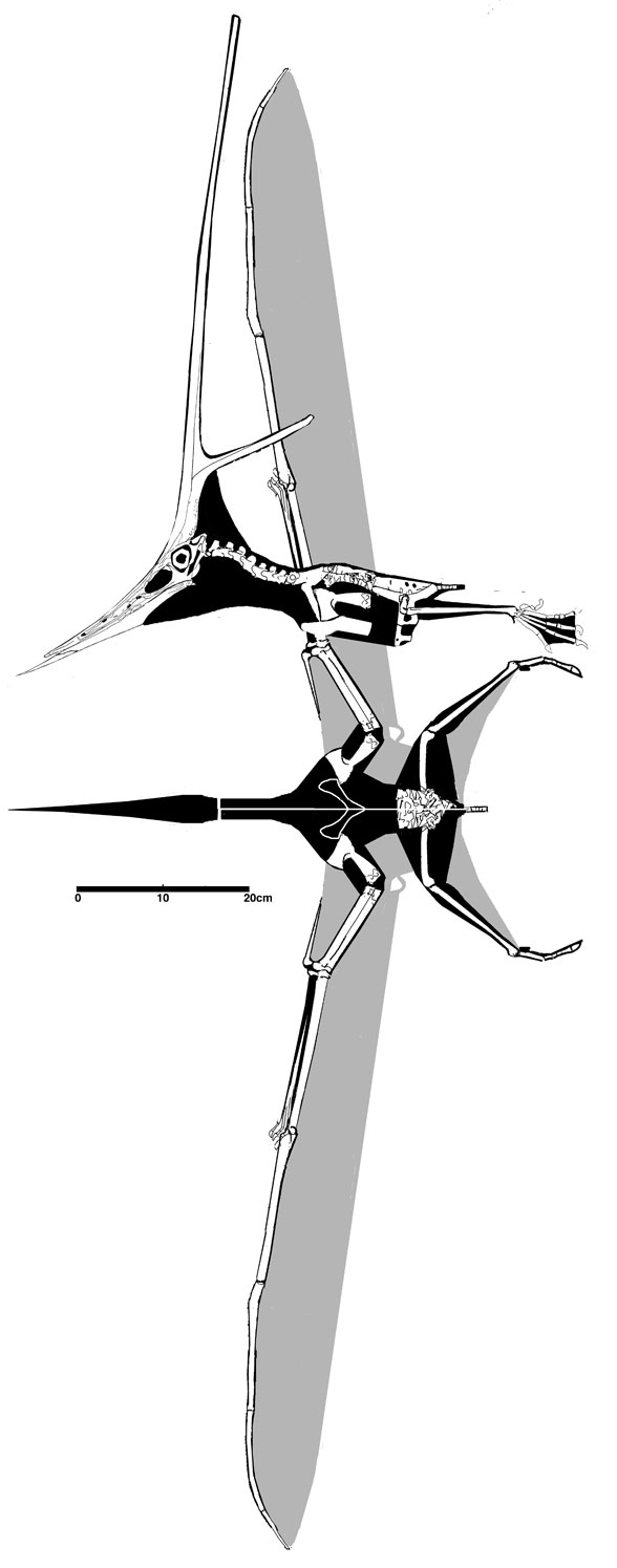 KJ1 in dorsal view