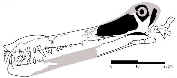 Liaoningopterus gui