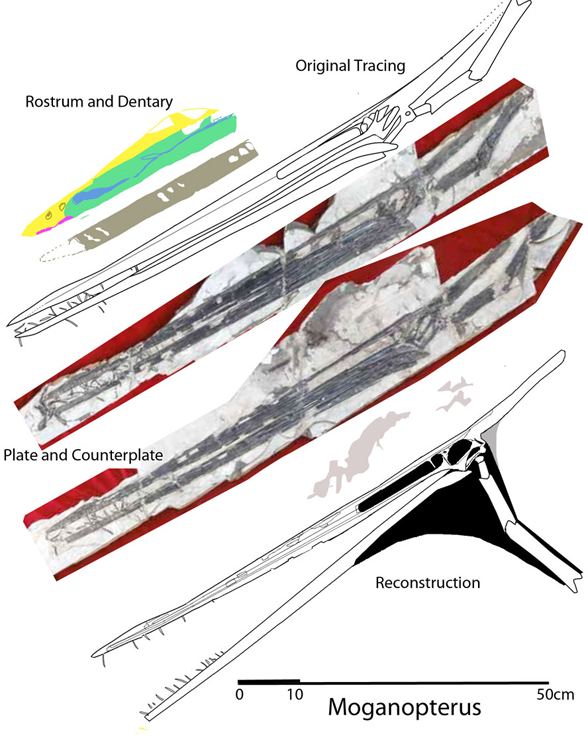 Moganopterus