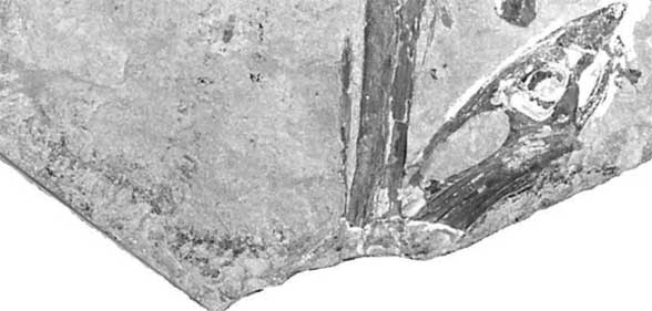 Possible rostrum of Muzquizopteryx