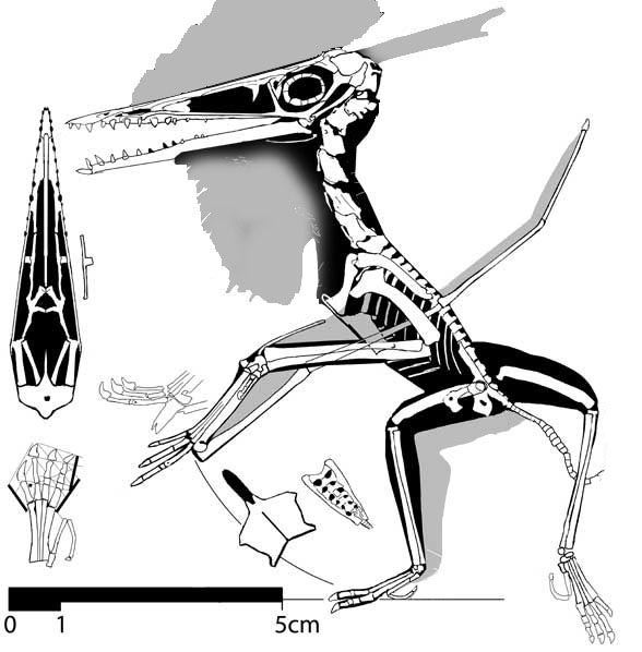 Senckenberg-Museum Frankfurt a. M. No. 4072, No. 12