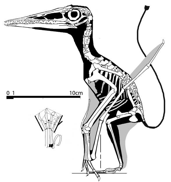 Pterodactylus? kochi, No. 23