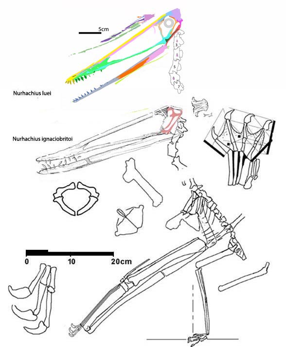 Nurhachius