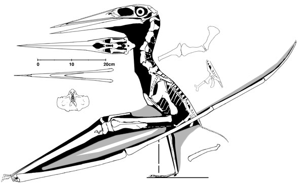 Nyctosaurus bonneri