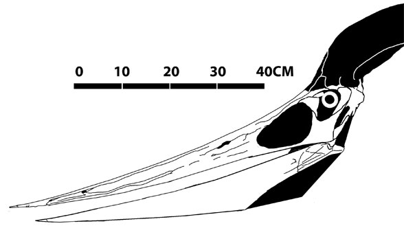 Pteranodon AMNH FR 7515