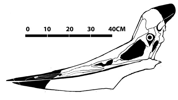Pteranodon CMC VP 7203