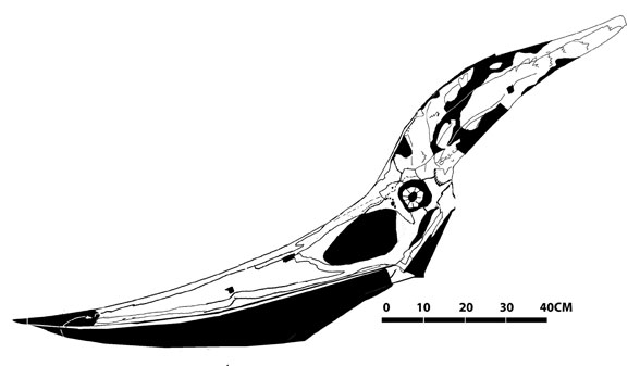 Pteranodon the Jenkins specimen