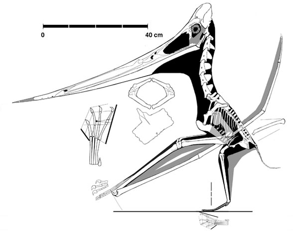 Pteranodon NMC41-358, the Triebold specimen