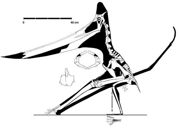 Pteranodon UALVP 24238 - Dawndraco kanzai
