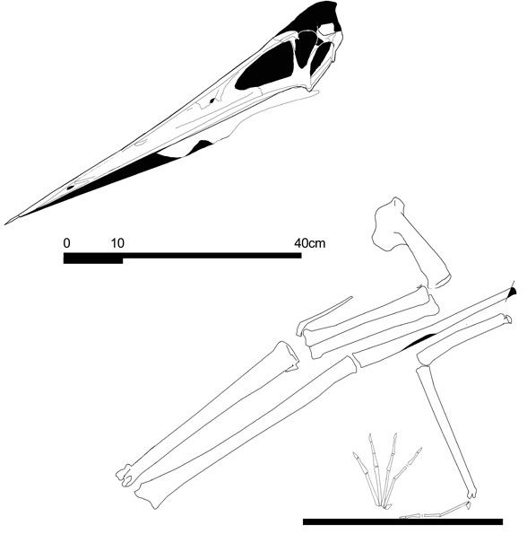 Pteranodon UUPI R197