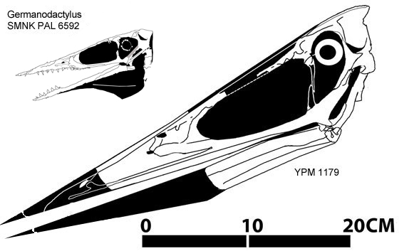 Pteranodon occidentalis