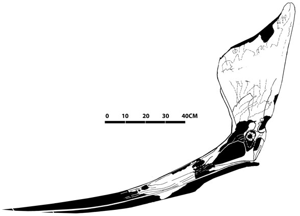 Pteranodon sternbergi FHSM VP339
