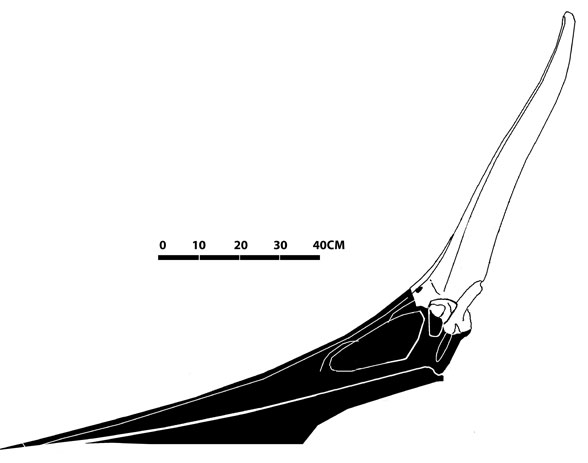 Pteranodon YPM 2473