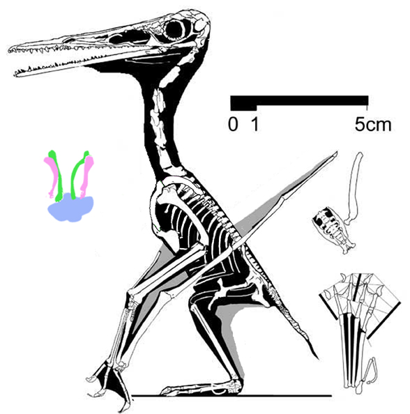 Pterodactylus, the Vienna specimen