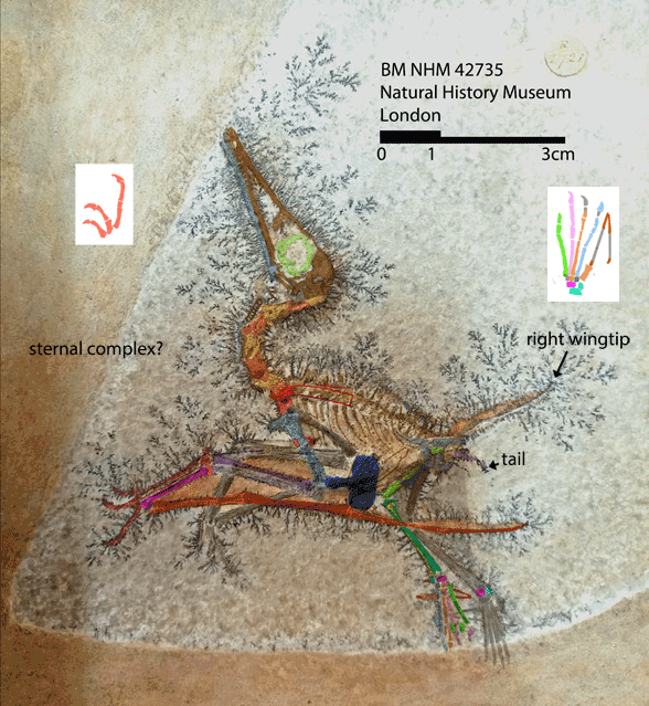 Pterodactylus? pulchellus BM NHM 42375 in situ