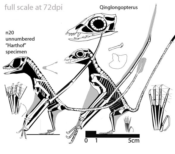 Basal pterosaurs (A und B) and Pterodactyloidea (C) from the Solnhofen