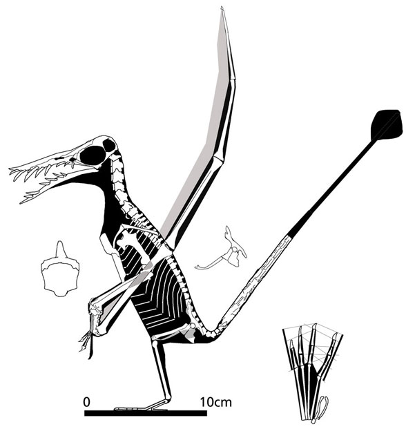 Rhamphorhynhus Imhof specimen