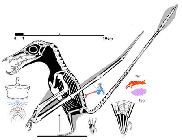 Rhamphorhynchus intermedius n28