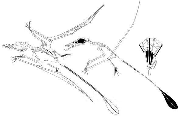 Rhamphorhynchus no. 11