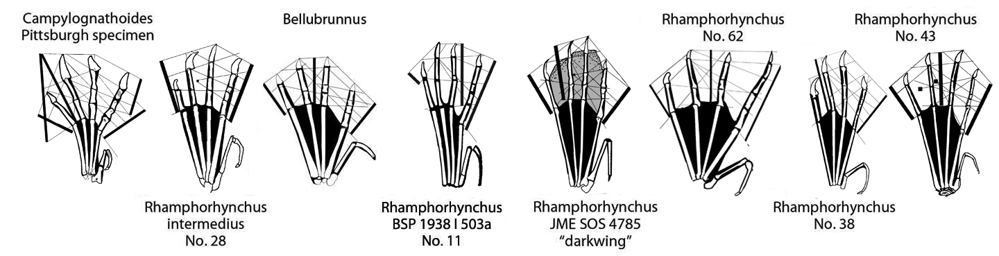 Rhamphorhynchus pedes compared
