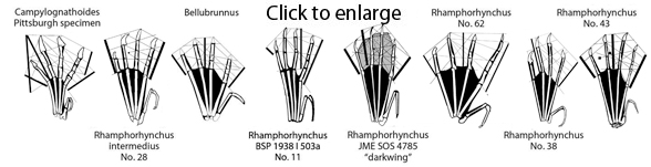 Rhamphorhynchus pedes