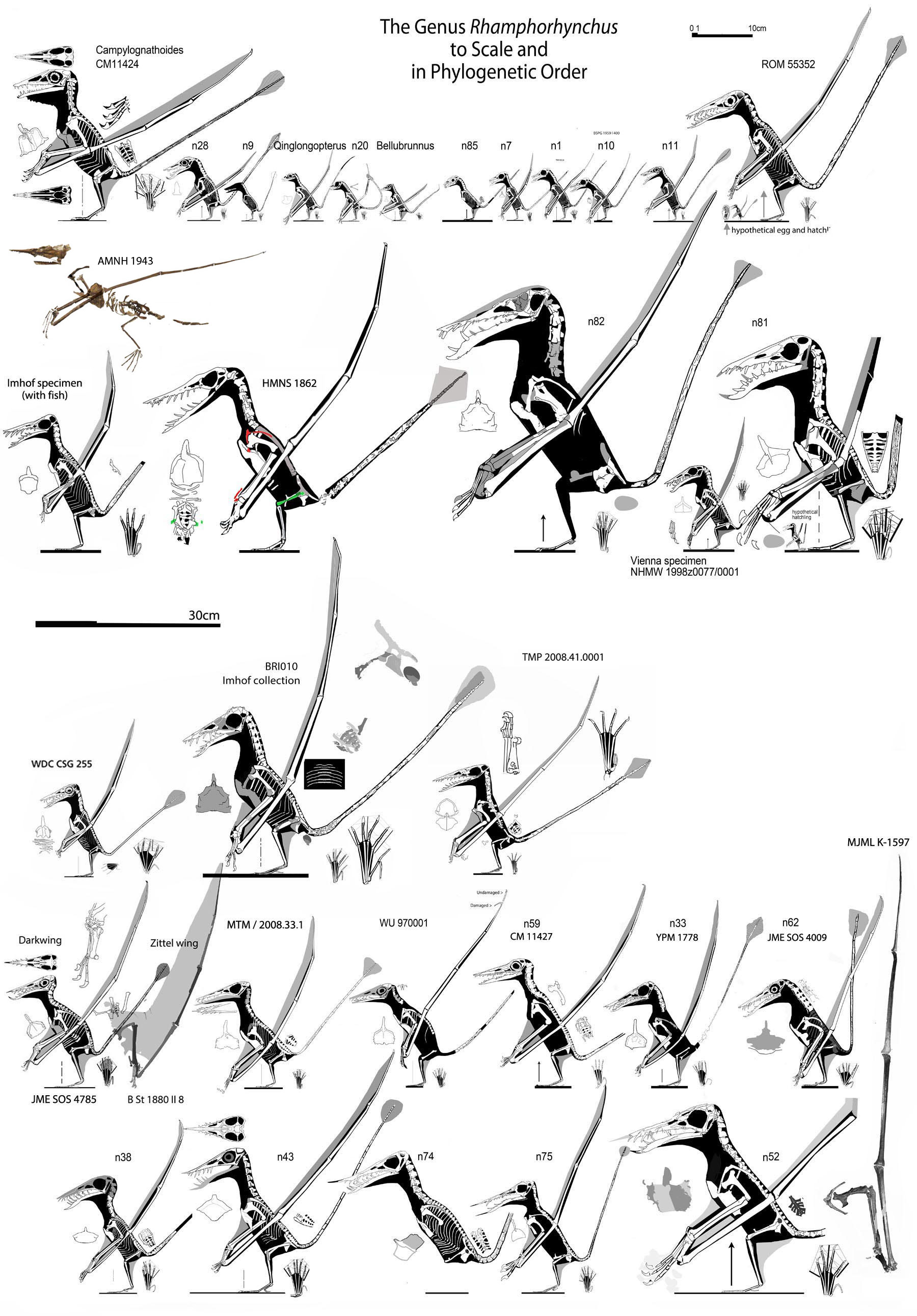 Rhamphorhynchus to scale