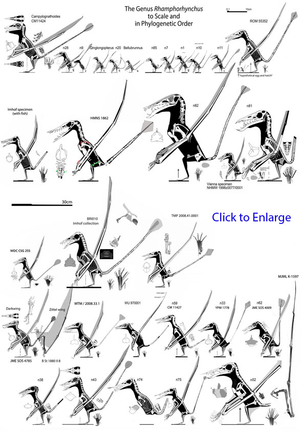 Rhamphorhynchus to scale