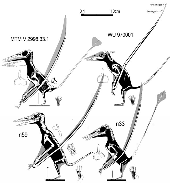 Rhamphorhynchus 33