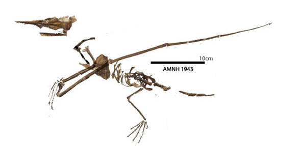 Rhamphorhynchus AMNH 1943