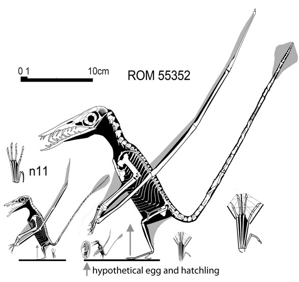 Rhamphorhynchus n11