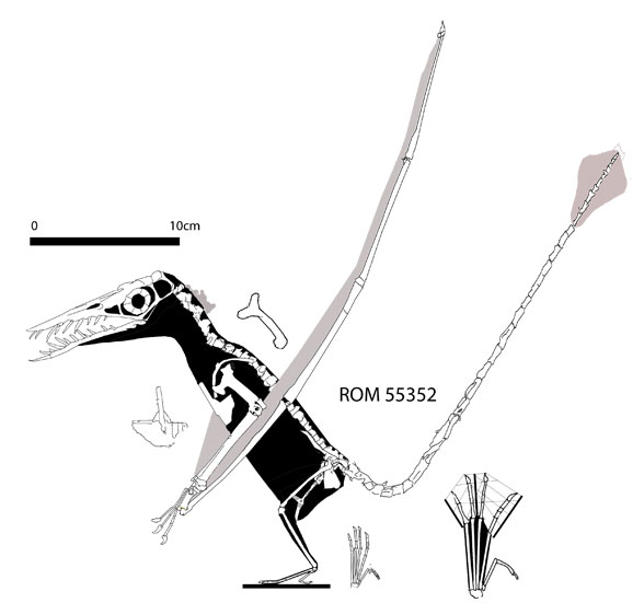 Rhamphorhynchus ROM recon