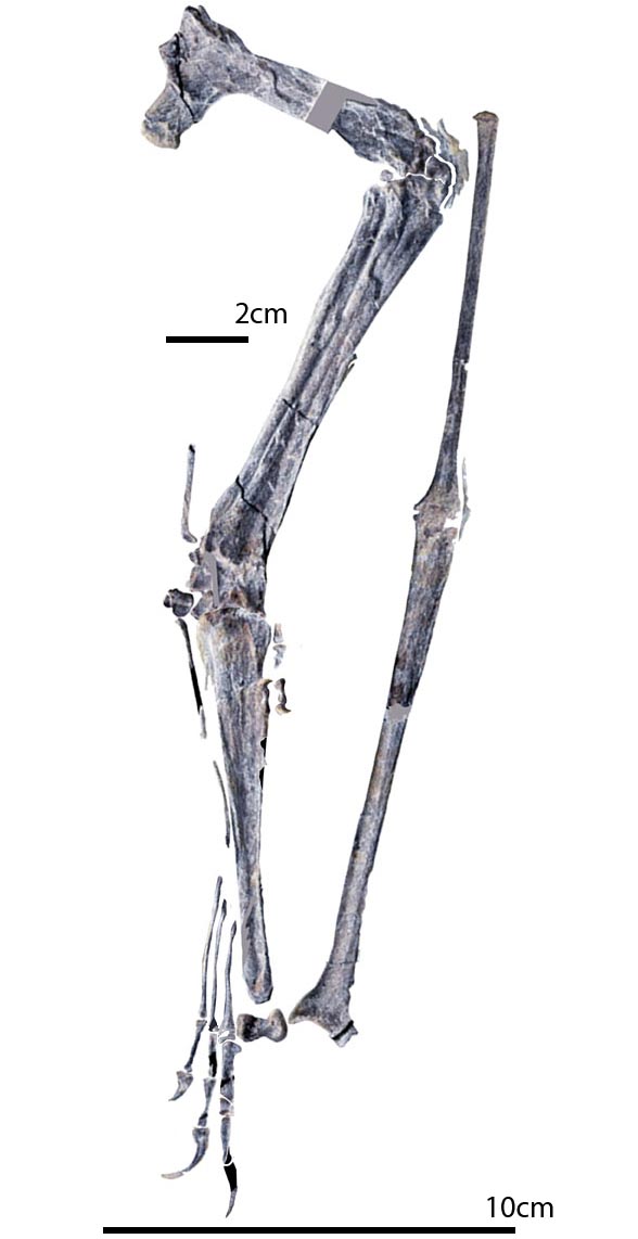 pterosaur wing SDUIST v1014