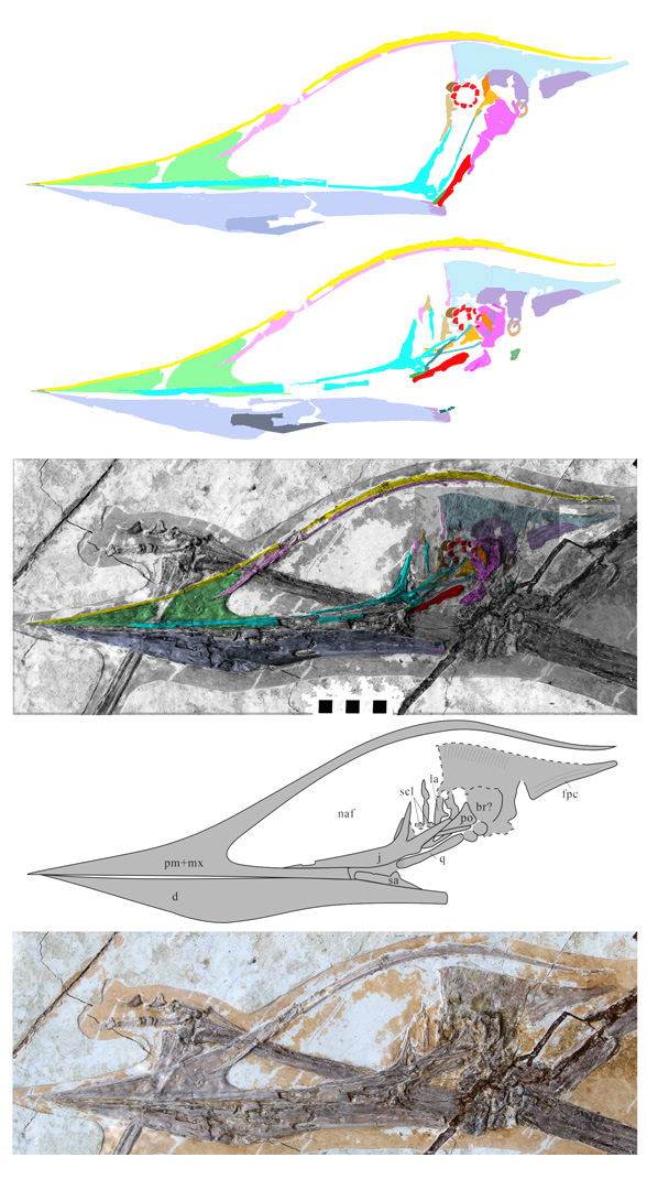 Shenzhoupterus sanyainus skull