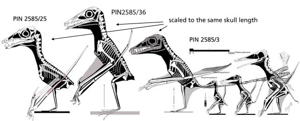 Sordes compared to Jianchangopterus