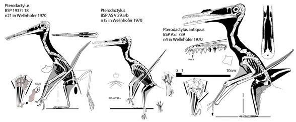 Three Pterodactylus specimens, not Aerodactylus