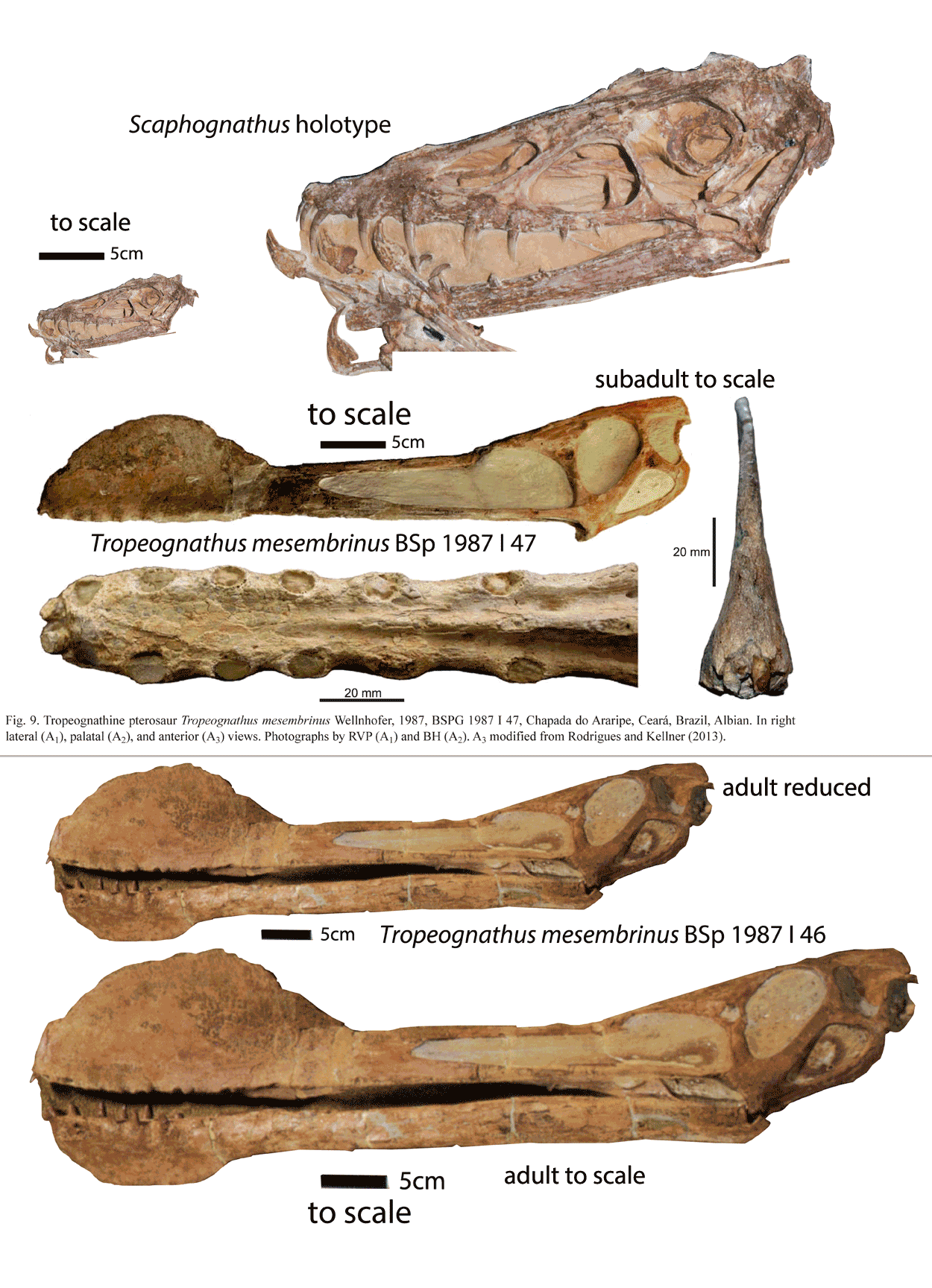 Tropeognathus and Scaphognathus