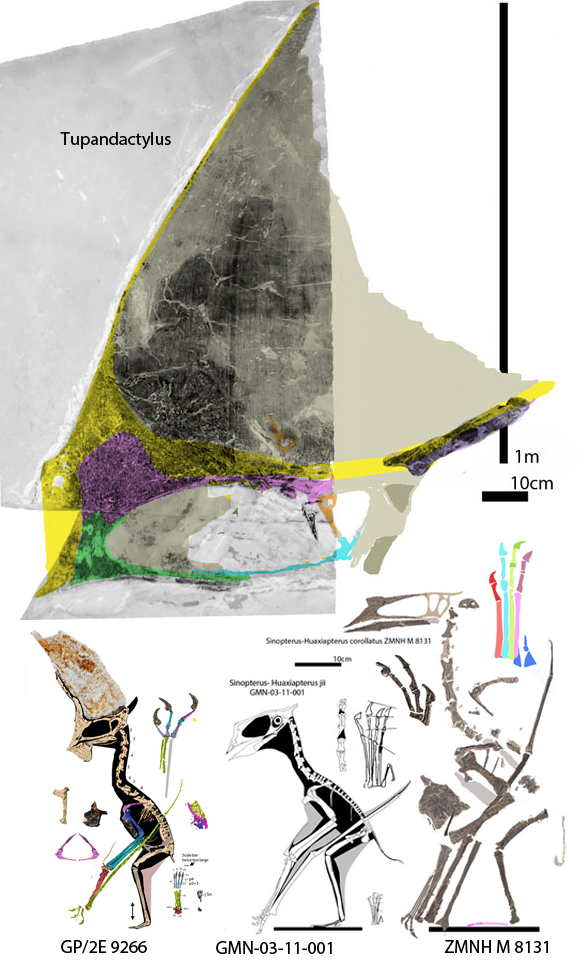 Tupandactylus to scale