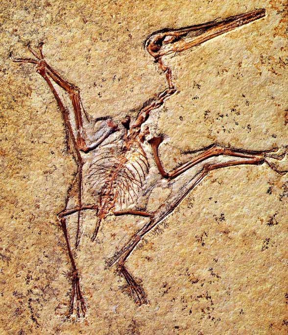Vienna Pterodactylus rollover image