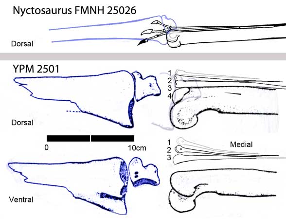 YPM 2501 - Big Nyctosaurus? or Pteranodon?