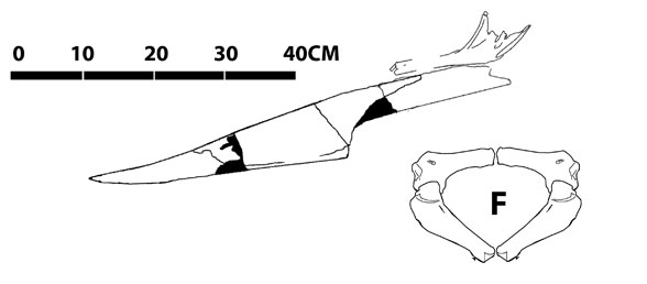 Pteranodon YPM 2525
