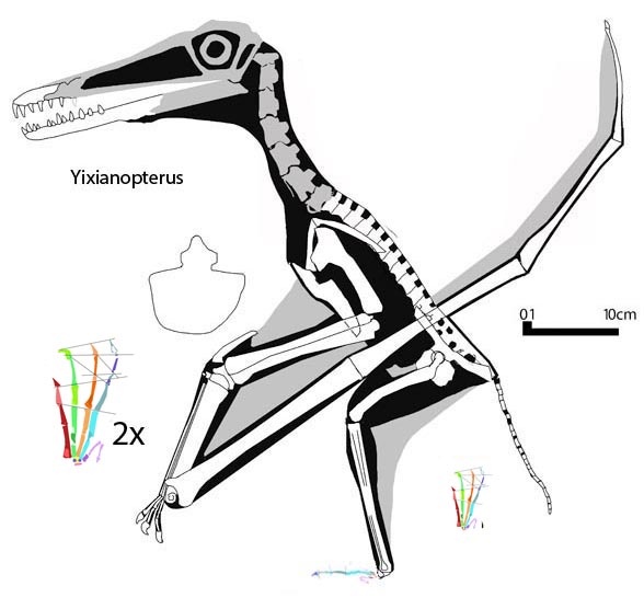 Yixianopterus