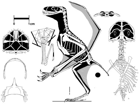The SMNS specimen attributed to Anurognathus
