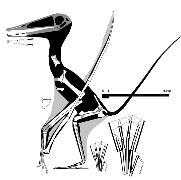 Archaeoistiodactylus