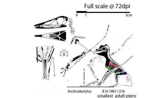 Arcticodactylus size compared