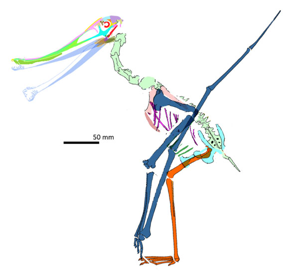 Balaenognathus standing